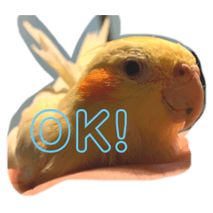 [LINEスタンプ] オカメインコのラッキーおじいちゃん②