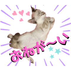 [LINEスタンプ] シャムトラ・ラテちゃん 2
