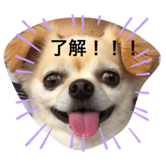[LINEスタンプ] チワワのチャッピーすたんぷ
