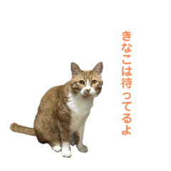 [LINEスタンプ] きなこの成長スタンプ6
