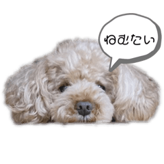 [LINEスタンプ] くっきー（会話）
