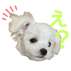 [LINEスタンプ] マルチワのルクちゃんpart3
