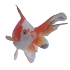 [LINEスタンプ] 金魚殿