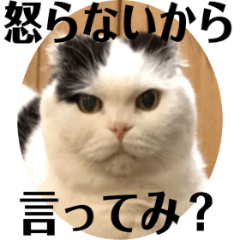 [LINEスタンプ] スコのマメスタンプ2