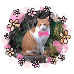 [LINEスタンプ] チャッピースタンプ♩