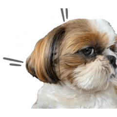[LINEスタンプ] あんこちゃんすたんぷ