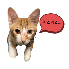 [LINEスタンプ] 日常cat2
