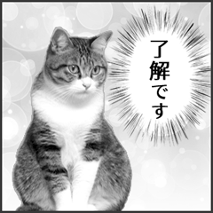 [LINEスタンプ] 猫の実写スタンプ2 （モノクロ編）の画像（メイン）