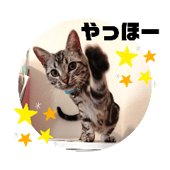 [LINEスタンプ] ルナくん 5 アメリカンショートヘア