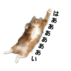 [LINEスタンプ] 日常会話with cat