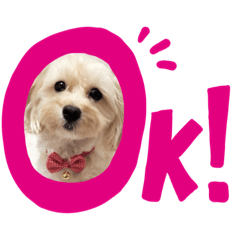 [LINEスタンプ] マルプー ここちゃん