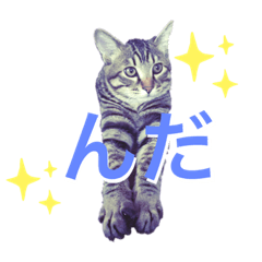 [LINEスタンプ] ねこししょう3津軽弁