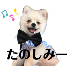[LINEスタンプ] ポメラニアンAndyのLIFESTMPS 4