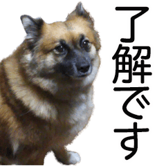 しろくつしたの はな