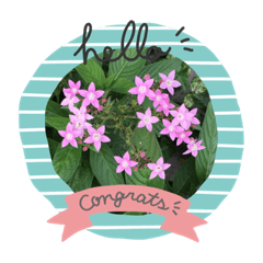 [LINEスタンプ] 咲かせよう心の花 8月