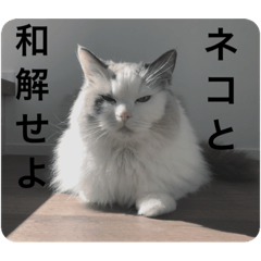 [LINEスタンプ] 永遠のネコ。