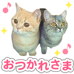 [LINEスタンプ] ねこのむぎあお（1）