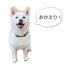 [LINEスタンプ] 白柴くうちゃん【使いやすい！】