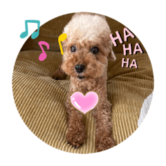 [LINEスタンプ] トイプードル かわいい❤️