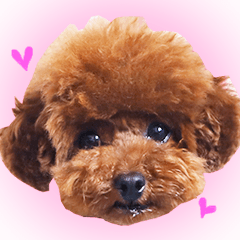 [LINEスタンプ] トイプードルこむぎのかわいい日常ことば