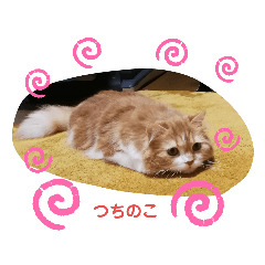 [LINEスタンプ] cute anzu booya