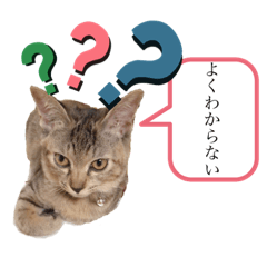 [LINEスタンプ] ピノにゃんスタンプ