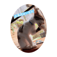 [LINEスタンプ] ふくちゃん(こねこver.)