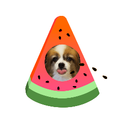 [LINEスタンプ] ロッキー夏