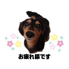 [LINEスタンプ] ミニチュアダックス★こてつ③