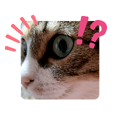 [LINEスタンプ] にゃんニャンにゃんこ