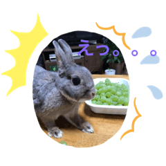 [LINEスタンプ] たまにポッケ