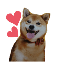 [LINEスタンプ] 柴犬メルちゃん