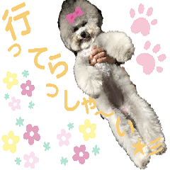 [LINEスタンプ] モフモフトイプードルの小梅1