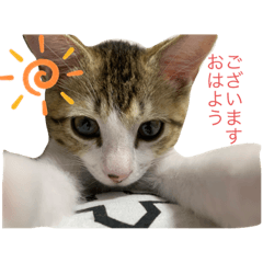 [LINEスタンプ] とびだせルイくん！