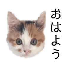 [LINEスタンプ] まるちゃんのスタンプ2