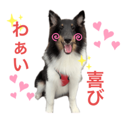 [LINEスタンプ] シェルティ 福
