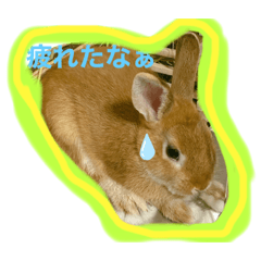 [LINEスタンプ] うさぎのみみ♡