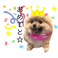 [LINEスタンプ] ポメラニアンおむぎ