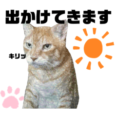 [LINEスタンプ] ウチの保護にゃんこ∩(^ΦωΦ^)∩