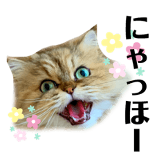 [LINEスタンプ] ゆずにゃんの日常スタンプ