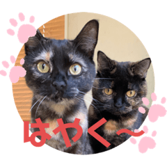 [LINEスタンプ] わさびとのり！