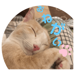 [LINEスタンプ] ひめちゃんの日常だよ