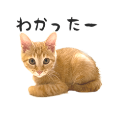 [LINEスタンプ] クレフとキキとノームたち