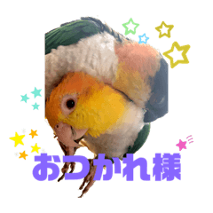 [LINEスタンプ] シロハラインコ、ズグロシロハラインコ②