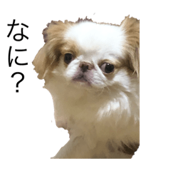 [LINEスタンプ] ペット！！