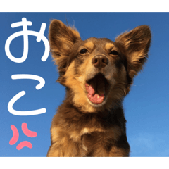 [LINEスタンプ] こたの1日