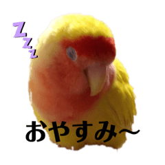[LINEスタンプ] 便利【コザクラインコ】＊ぴぃちゃん