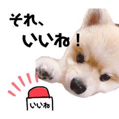 [LINEスタンプ] イケメンポメラニアン 優3