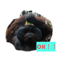 [LINEスタンプ] ZOOなかま