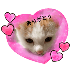 [LINEスタンプ] 茶々丸まる